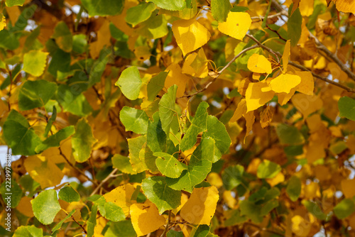 Sunlit Green and Golden Leaves in Autumn Foliage