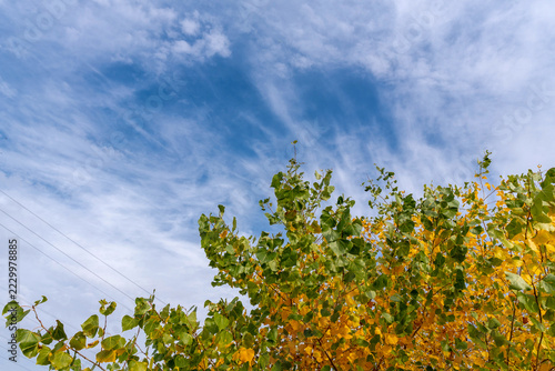 Autumn Tree Crown Beneath Wispy Clouds in Blue Sky