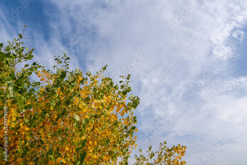 Golden Autumn Tree Branches Under Thin White Clouds