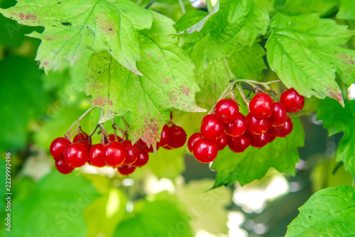 Close-up of bright red ripe viburnum berries (guelder rose) hanging on a branch with green leaves in a garden during autumn season. Fresh organic berries rich in vitamins.