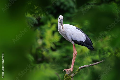 Asian openbill stork perched majestically on mossy branch, displaying its white body, black wing feathers, long pink legs, and distinctive open gap beak, lush green foliage, stunning wildlife portrait