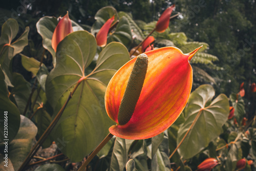 Anthurium flower with vivid orange-red spathe and textured spadix among broad tropical leaves, bringing color and natural detail to a lush botanical garden setting