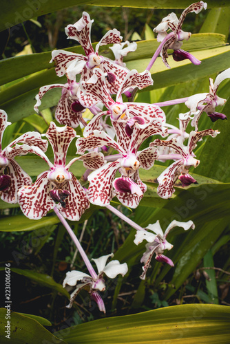 Spotted orchids, blooming in a dense cluster among broad green leaves, showcasing patterned white petals, burgundy markings, and pink stems against lush foliage
