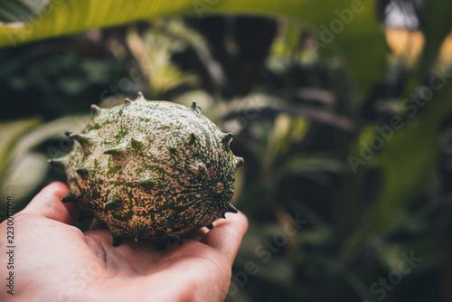 Hand holding a spiky kiwano, or horned melon, in a tropical garden, highlighting its mottled green skin, distinctive spikes, and connection to fresh organic produce