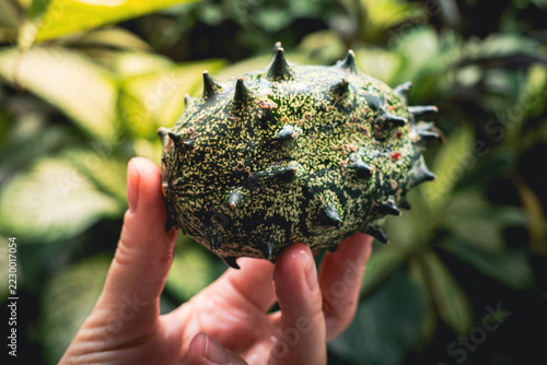 Kiwano horned melon with spiky green skin held in a hand, showcasing an exotic tropical fruit growing among lush foliage in a garden, with distinctive mottled texture and natural detail