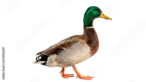 Fotografie Wild mallard duck drake bird standing walking forward wildlife avian fauna isolated on transparent background