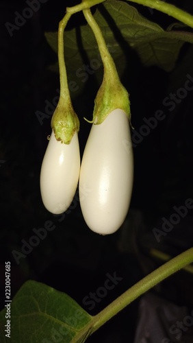 White Eggplant Growing on Plant with Green Leaves in Garden at Night🍆