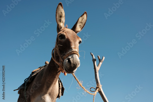 Obraz na plátně Close up portrait of a curious donkey against blue sky