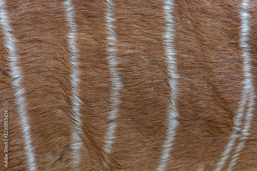 close up of fur texture