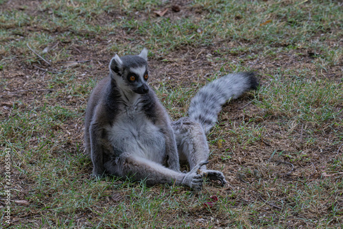 ring tailed lemur catta
