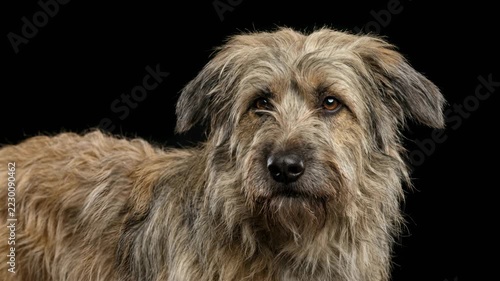 pyrenean shepherd dog close up isolated on black background video