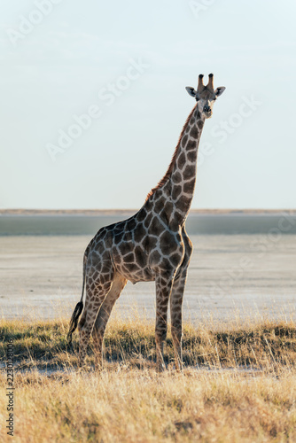 A lone giraffe steps along the rim of Etosha Pan framed by the vast Etosha landscape 
