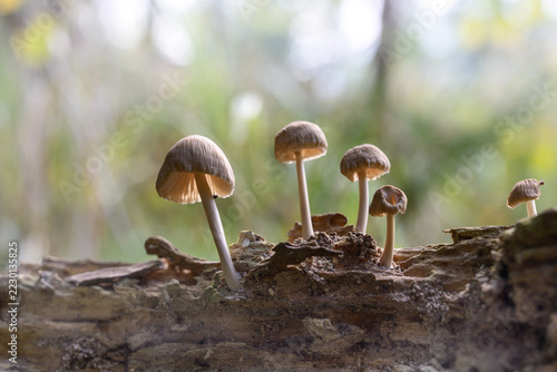 mushrooms looking in the Austrian Alps