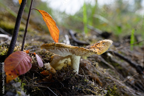mushrooms looking in the Austrian Alps