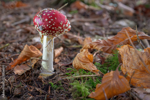 mushrooms looking in the Austrian Alps