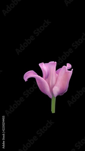 Time lapse of an unusual pink tulip with thick, waxy, candy-like petals growing and opening into a curled, ruffled flower, alpha transparency channel, isolated on black, vertical orientation