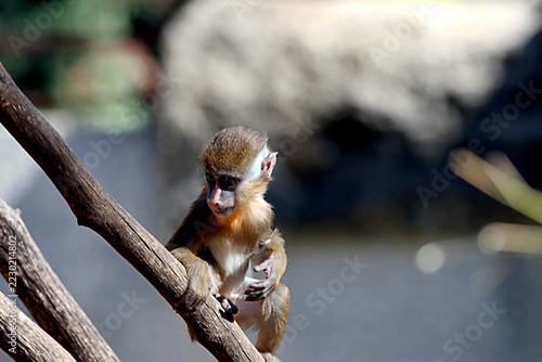 Obraz na plátně mandrill