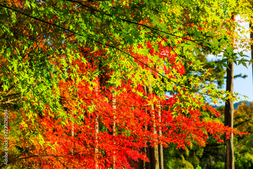 秋の宝徳寺　床もみじと紅葉(群馬県桐生市)