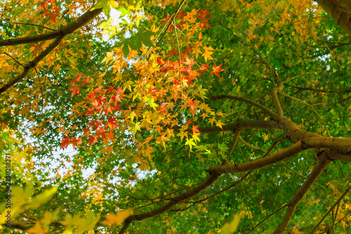 秋の宝徳寺　床もみじと紅葉(群馬県桐生市)