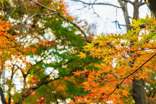 秋の宝徳寺　床もみじと紅葉(群馬県桐生市)
