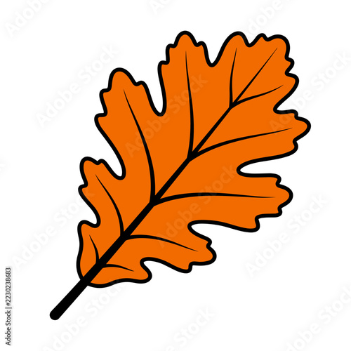 Orange autumn oak leaf illustration isolated on white
