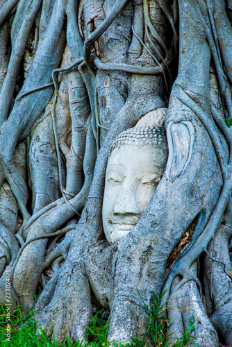 Obraz na plátně The famous Buddha head entwined in tree rootsone of the most iconic and photographed historical landmarks in Ayutthaya at Wat Mahathat in Ayutthaya Historical Park, Thailand