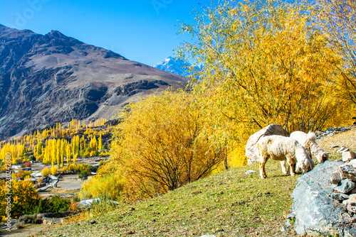 Sheep are grazing on the high altitude in the Hindu Kush mountains 
