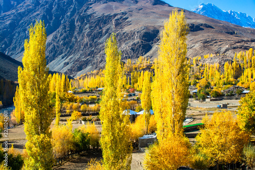 Spectacular golden autumn colors transforming the Hindu Kush Mountains into a stunning landscape of warmth and natural beauty
