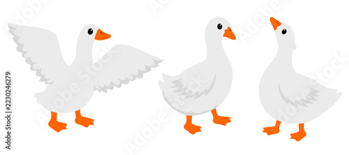 Flat design of various swan movements. Vector illustration.