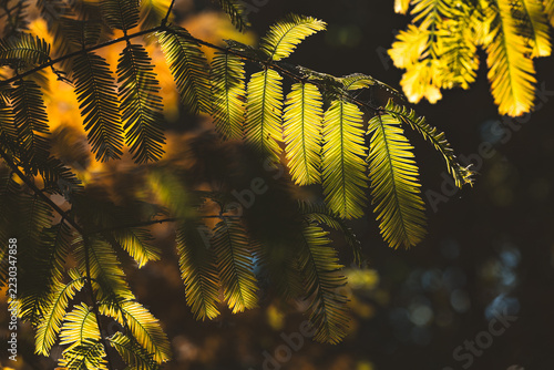 Golden Sunlit Leaves Glowing in Backlight Against a Dark Forest Background