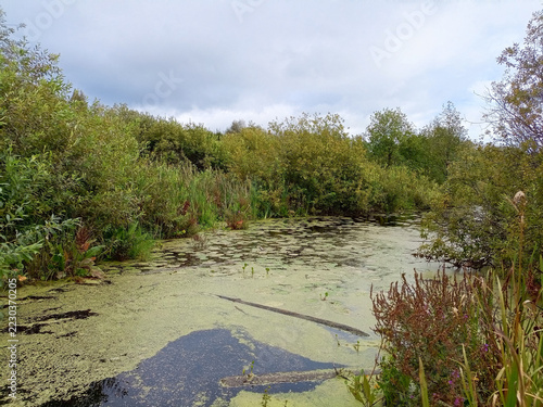 Landscape with a swamp in the forest.