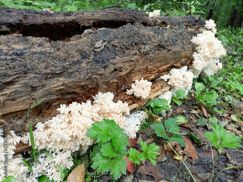 comb coral mushroom growing on a fallen tree in the forest, close up