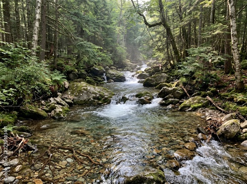 Forest stream flowing over mossy rocks with green foliage and sunbeams filtering through.