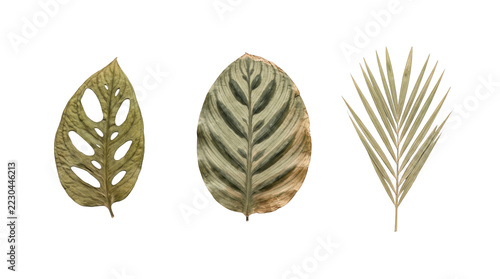 Set of Three Dried Tropical Botanical Leaves Featuring Monstera Adansonii Striped Calathea and Fan Palm Isolated on Transparent Background
