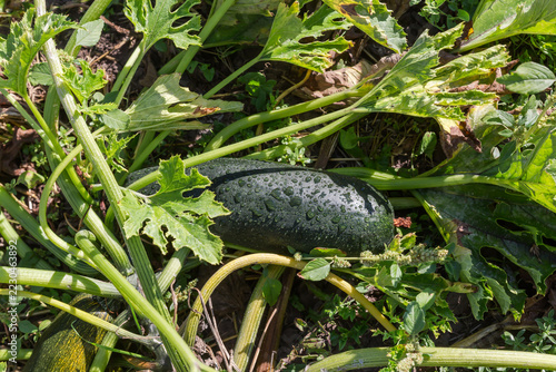 Green zucchini covered with dew among the leaves on field