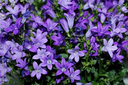 Close-up of a Cluster of Delicate Purple Bellflowers in Bloom.