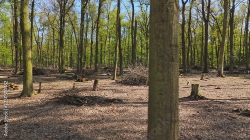 Active forest management and forestry care, Drone perspective of forest management with cleared undergrowth and tree stumps. Tall trees stand, scattered tree stumps