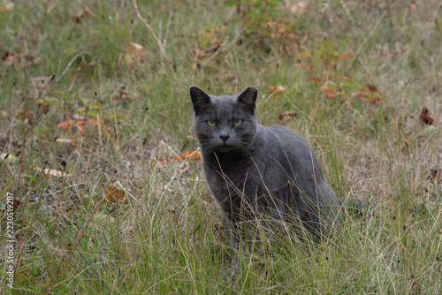 Gray Stray Cat Sitting in Tall Grass Outdoors