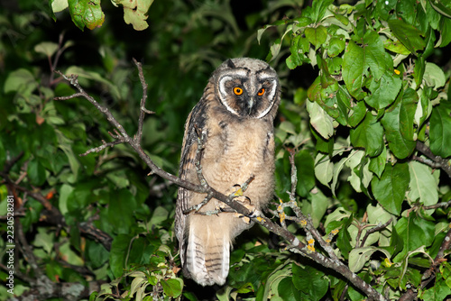Juvenile Long-eared Owl (Asio otus) perched on an apple tree branch; night time , Northern Belarus