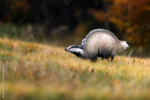 Cute Young Badger Playing in an Autumn Forest Clearing