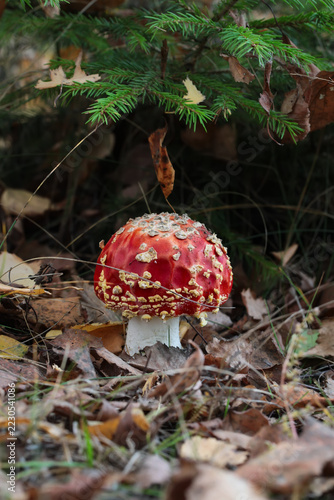 Fly amanita growing under a spruce, Northern Belarus