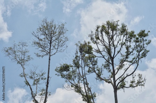 Tall bare trees reaching towards cloudy blue sky