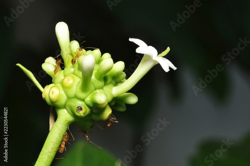 Close up of red ants on noni flower buds