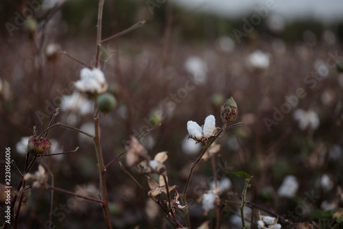 Mature Cotton Bolls Growing in a Field, Agricultural Crop in Soft Natural Light.