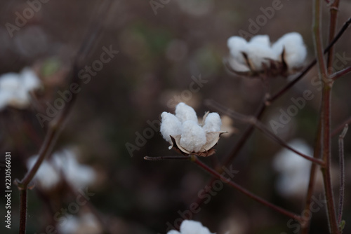 Cotton Bolls Growing in a Field, Agricultural Crop in Soft Natural Light.