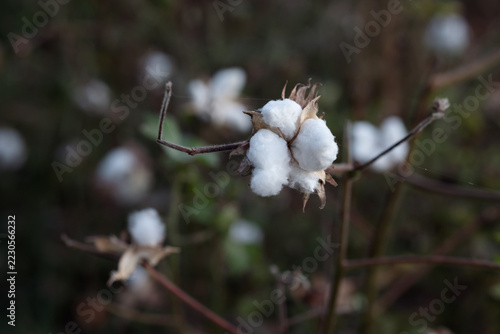 Cotton Boll, Cinematic Nature and Agricultural Background.