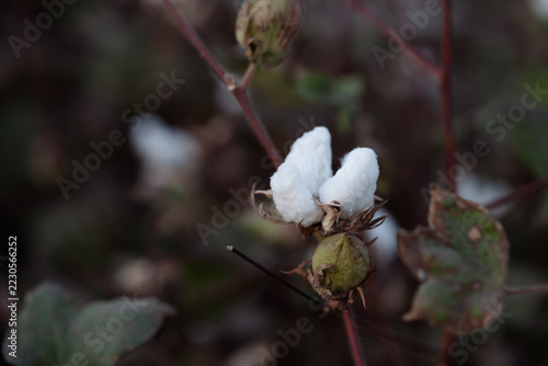 Cotton Boll, Cinematic Nature and Agricultural Background.