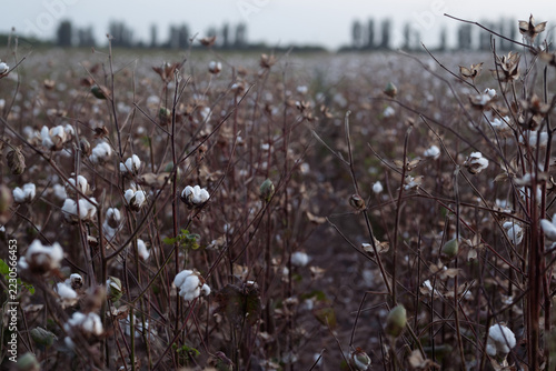 Wide View of a Cotton Field Ready for Harvest, Agricultural Landscape.