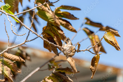 Hummingbird chick in its nest being fed by its mother