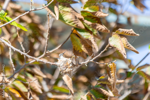 Hummingbird chick in its nest being fed by its mother